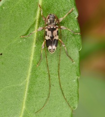 Urgleptes querci