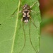 Urgleptes querci - Photo (c) skitterbug, vissa rättigheter förbehållna (CC BY), uppladdad av skitterbug