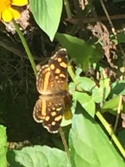 Anthanassa drusilla