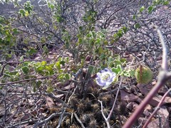 Passiflora fruticosa