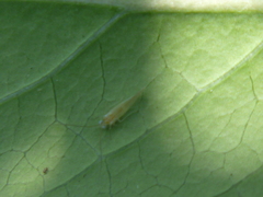 Caeciliusidae