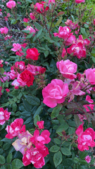 Rosa