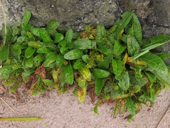 Rumex neglectus