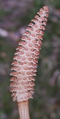 Equisetum arvense image