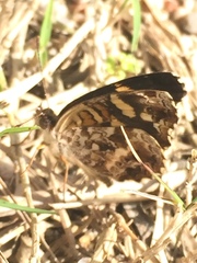 Anthanassa drusilla