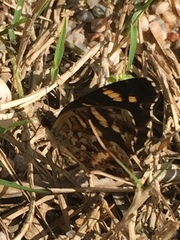 Anthanassa drusilla