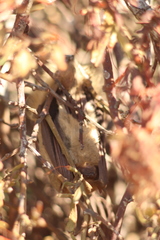 Lasiurus ega