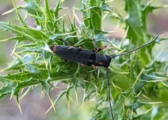 Phytoecia virgula