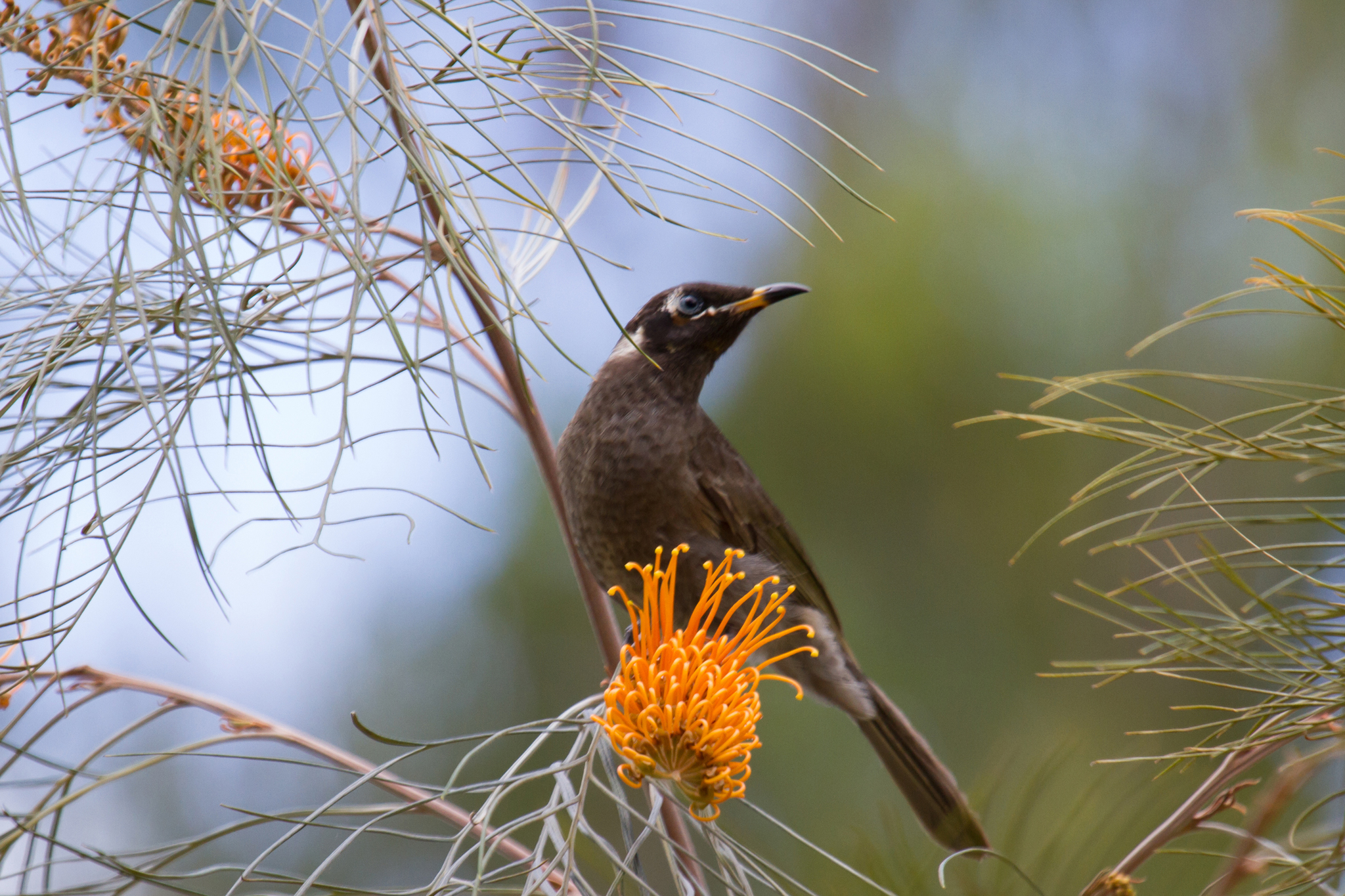 Bridled Honeyeater illustration