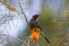 Bolemoreus frenatus