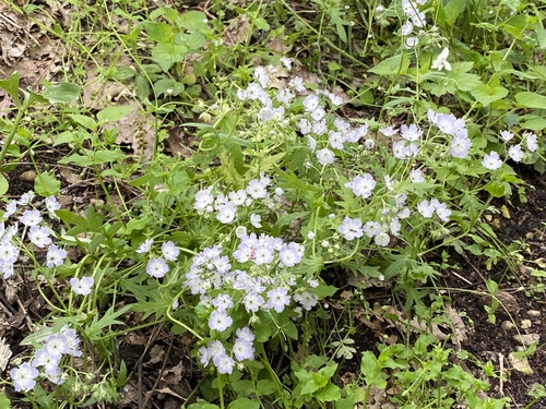 phacelia purshii