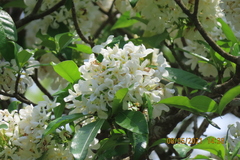 Tabernaemontana arborea