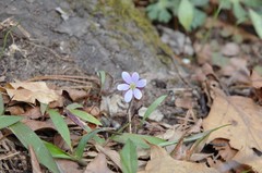 Hepatica americana