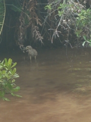 Nycticorax nycticorax image