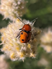 Cryptocephalus pominorum