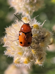 Cryptocephalus pominorum