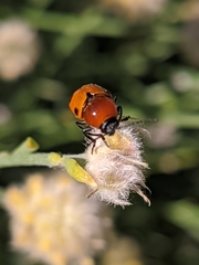 Cryptocephalus pominorum