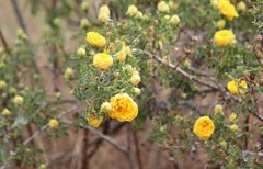 Rosa × harisonii