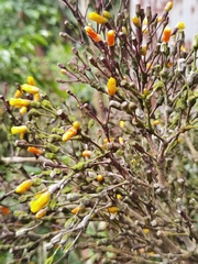 Hatiora salicornoides
