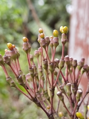 Hatiora salicornoides