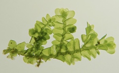 Porella bolanderi