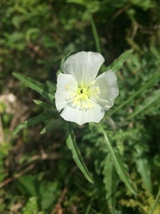 Oenothera kunthiana