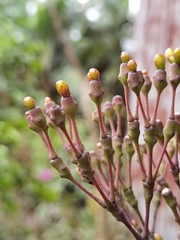 Hatiora salicornoides