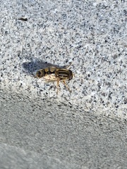 Helophilus latifrons