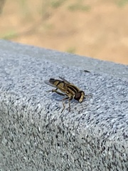 Helophilus latifrons