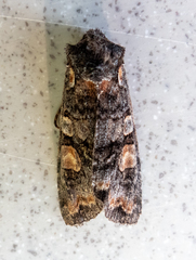 Lithophane dilatocula