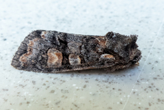 Lithophane dilatocula