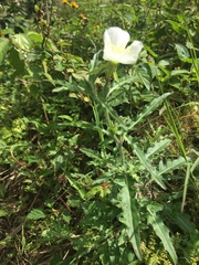 Oenothera kunthiana