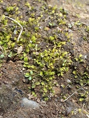 Fissidens bushii