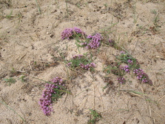 Thymus baicalensis