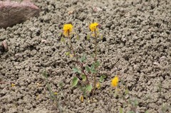 Cleomella platycarpa