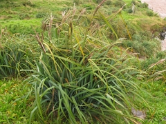 Carex trifida