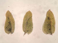 Fissidens bushii