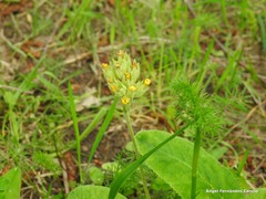 Primula veris