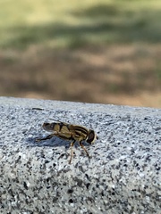 Helophilus latifrons