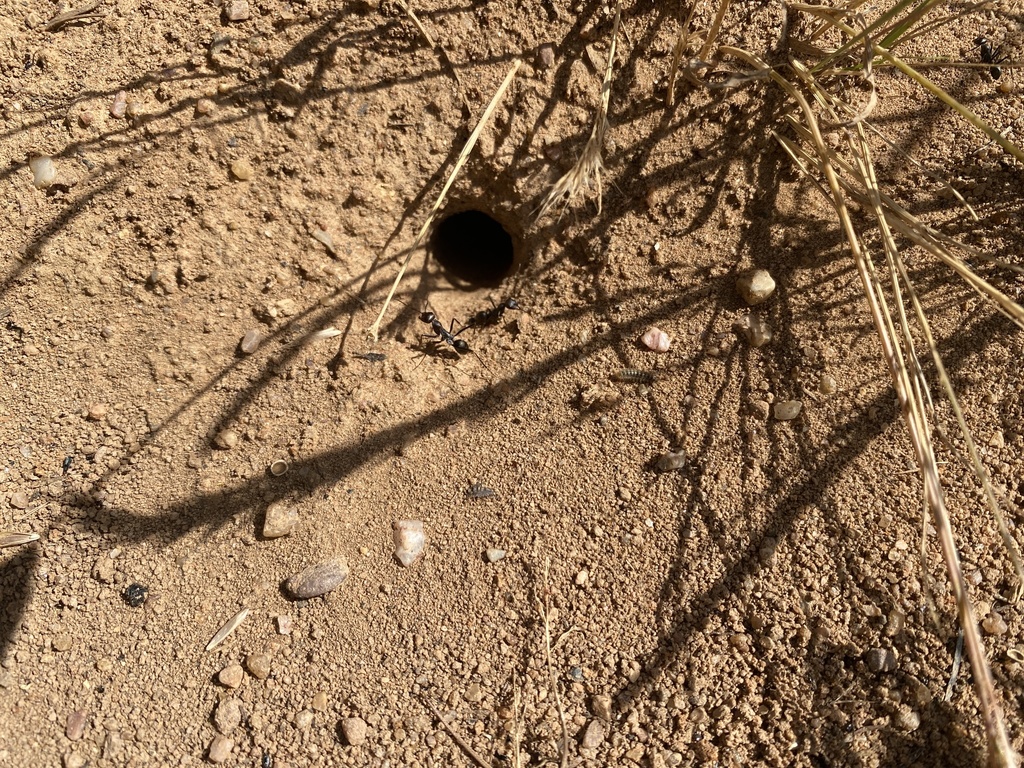 Cataglyphis hispanicus
