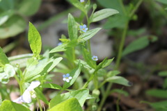 Memoremea scorpioides