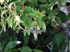 Calypte costae