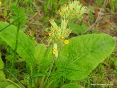 Primula veris
