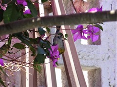 Auriparus flaviceps