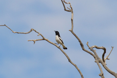 Certhionyx variegatus