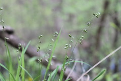 Melica picta
