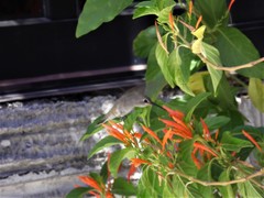 Calypte costae