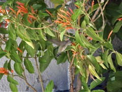 Calypte costae