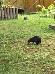 Dasyprocta fuliginosa