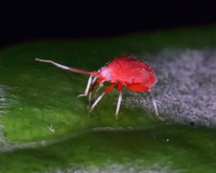 Coccobaphes frontifer